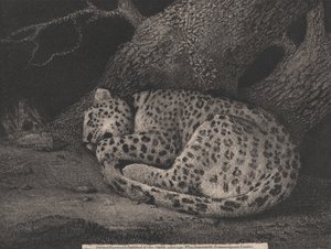 Een Slapende Luipaard door George Stubbs